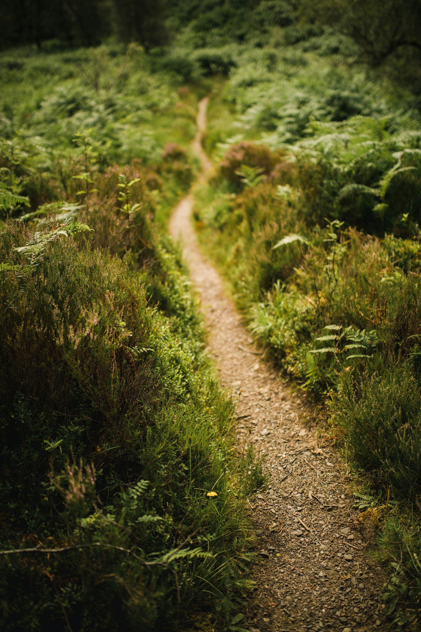Sunlit trail winding through a forest